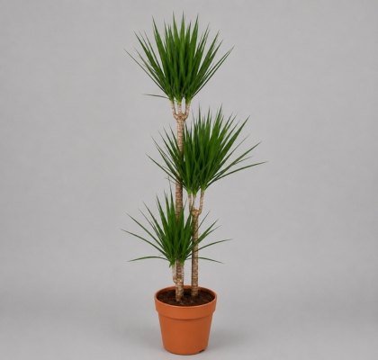 P. Dracena Marginata 24/130cm 3.P  (60/90/130)