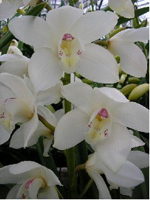 Cymbidium Winter Bird 80cm Bl.