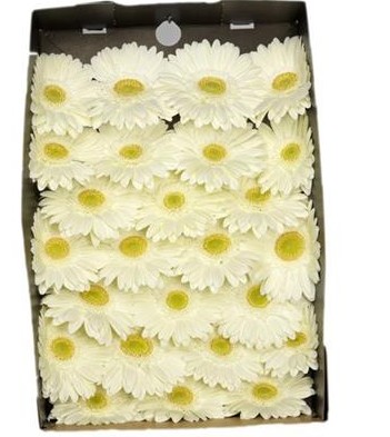 Gerbera Hol. Ter Icy Bl. "T25"