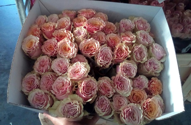 Rosa Hol. Mabella Doble 60cm