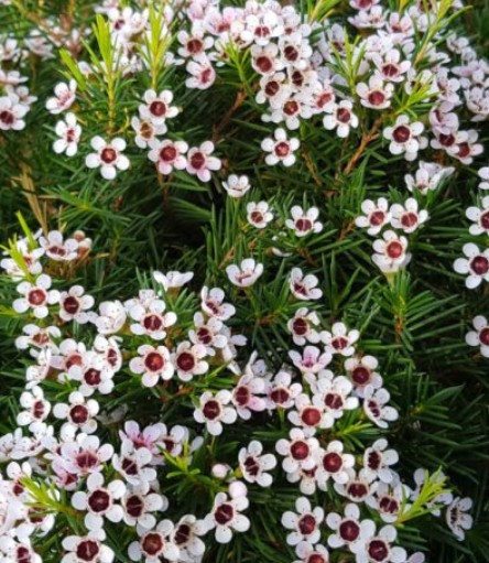 Flor Cera Hol. Snow Flake 70cm 45gr "T25"
