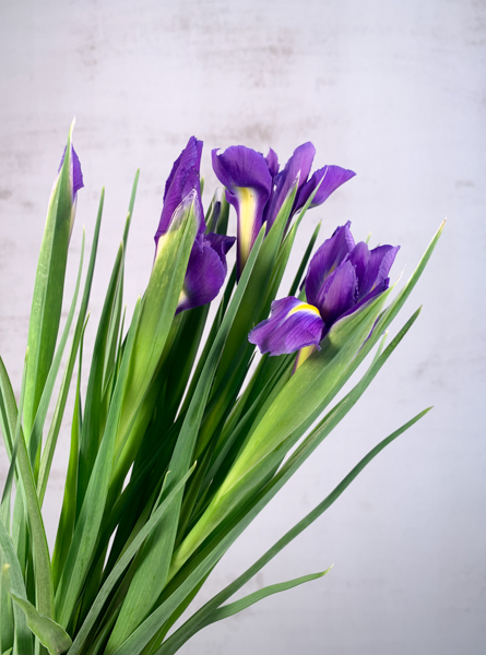 Iris Blue Magic 65cm ( Abierto)