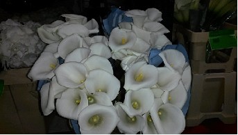Calla Ivory Art 50cm ( 7 Dias-2)
