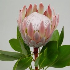 Protea Cynaroides Rosa 40cm