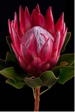 Protea Cy Madiba 50cm "Unidad" Roja