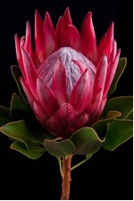 Protea Cy Madiba 50cm Roja