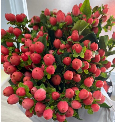 Hypericum Ecu. Sweet Romance 50cm "T25" Rs.