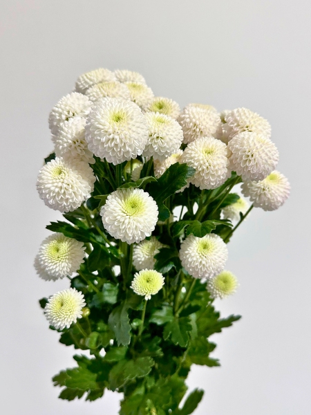 Margarita Nac. Coconut Blanco 70gr.