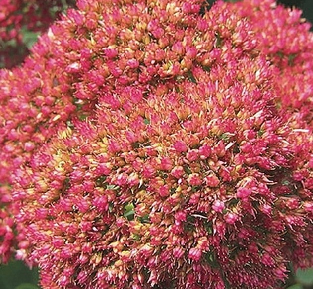Sedum Hol. Spectabile 50cm Rs x10