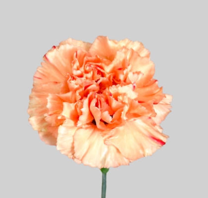 Clavel Col. Select Naranja (x25)