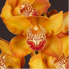 Cymbidium Cognac 80cm Nj.