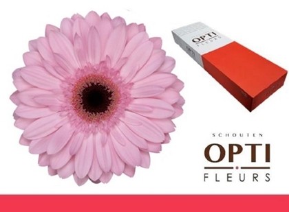 Gerbera Hol. Pre-semmy Rs. "T25"