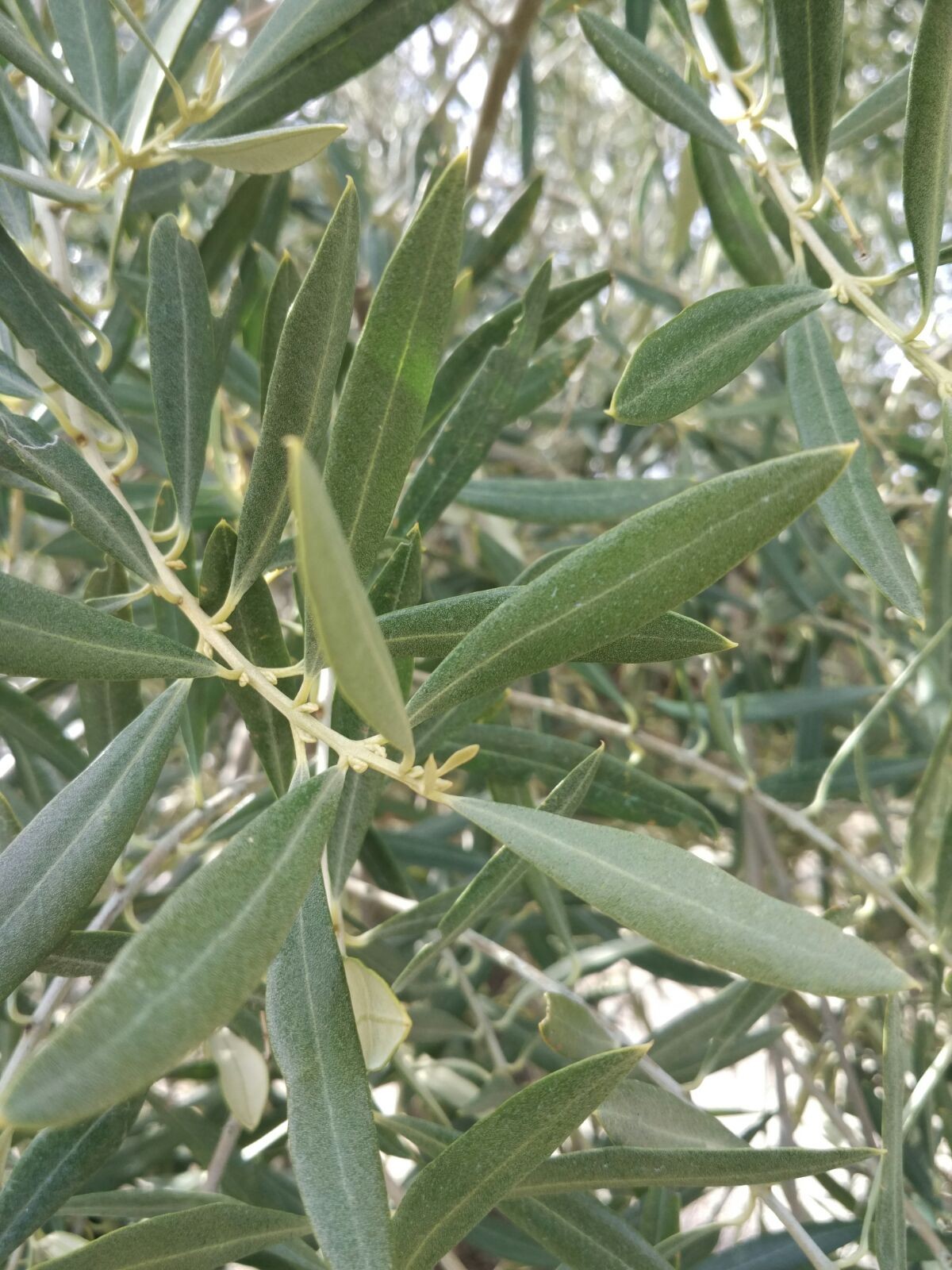 Olivo 110cm