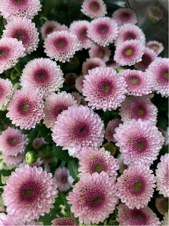 Santini Nac. Calimero Rosa 70cm