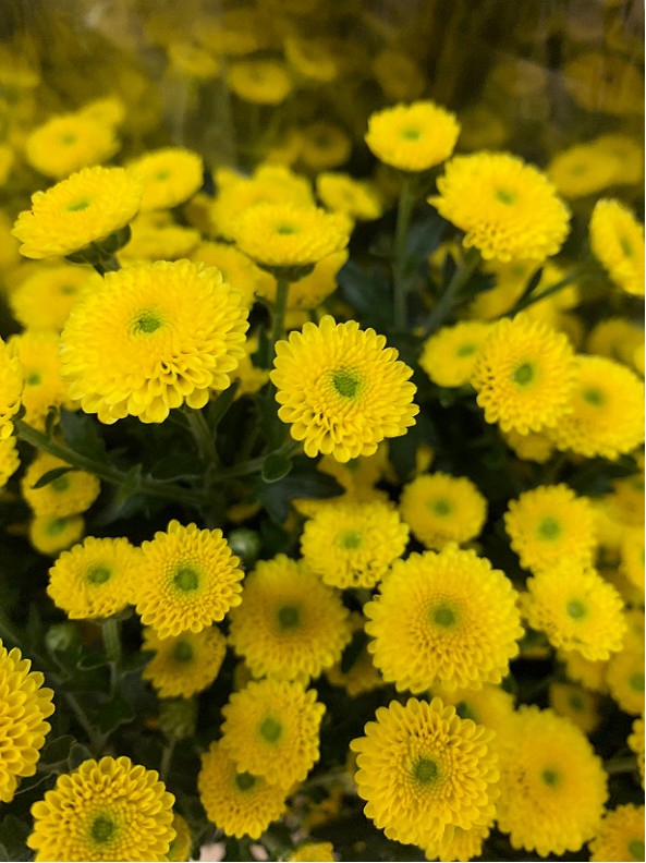 Santini Nac. Calimero Amarillo 70cm