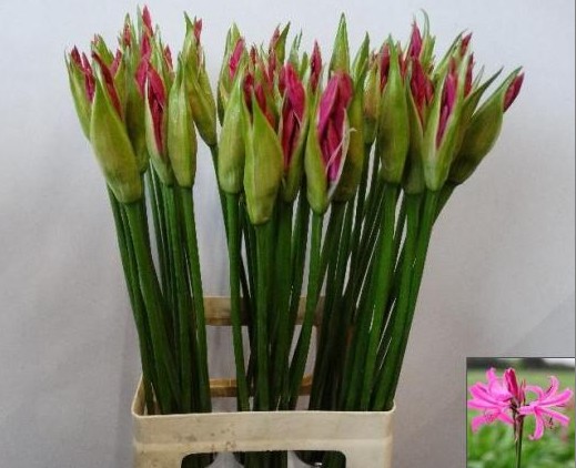 Nerine Bo Favourite 50cm Cereza