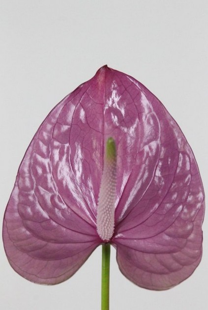 Anthurium Hol. Kaleo Ma. 11  "CC16"