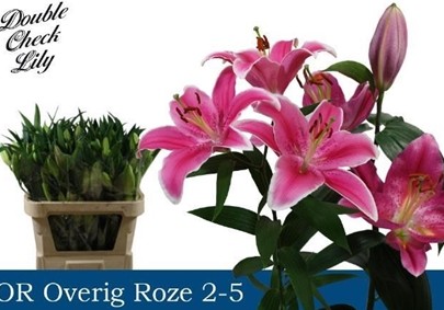 Oriental Hol. Rs. Ov. Rosa 80cm 2 flores A2