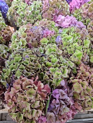 Hortensia Hol. Rodeo Clas 50cm  18/20