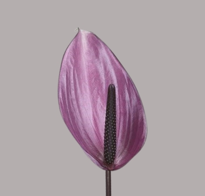 Anthurium Hol. Nexia Malva �11  "CC16"