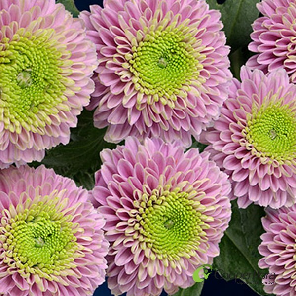 Uniflor Hol. Aaa Jeanny Pink 70gr