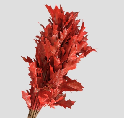 Roble Hol. Rubra Rojo 60cm Pintado