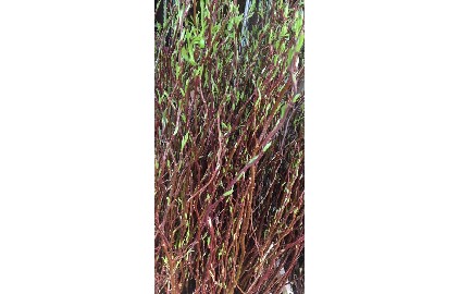 Salix Golden Curls 100cm (10 Tallos)