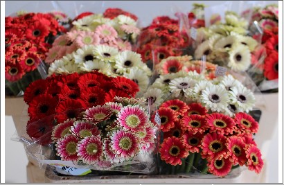 Gerbera Mini Hol. Petticoat Mixta "T20"