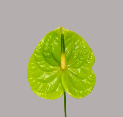 Anthurium Hol. Midori Imp 13  "CC12"