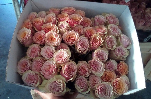 Rosa Hol. Mabella Doble 50cm