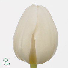 Tulipan Hol. White Master 40cm Bl.