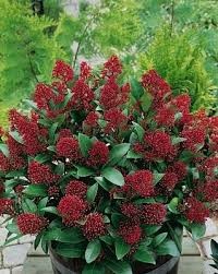 P. Skimia J Rubella 15/40cm x6