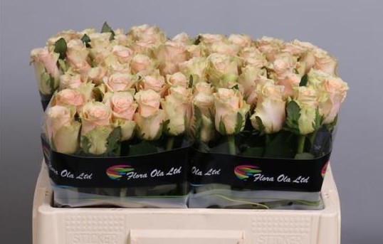 Rosa Hol. Primavera 50cm