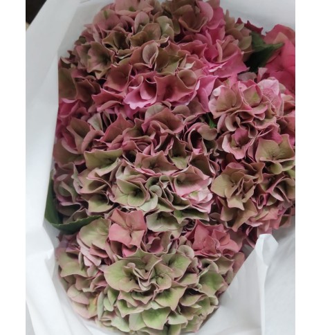 Hortensia Hol. Rodeo Class 60cm  16/18cm