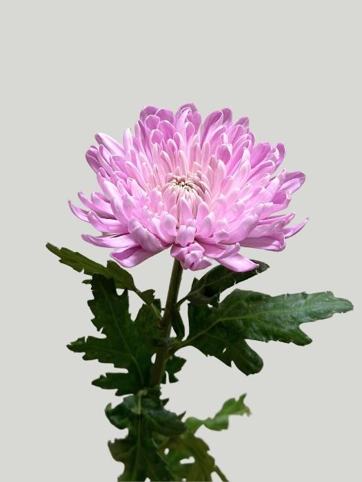 Uniflor Hol. Rossano Rosa 80g.