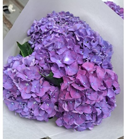 Hortensia Hol. Rodeo Paars 60cm 13/15