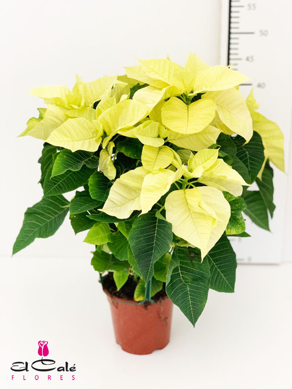 P. Poinsetia Nac. Blanca 14/45cm x8