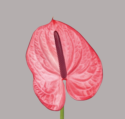Anthurium Hol. Candy 13  "CC12"
