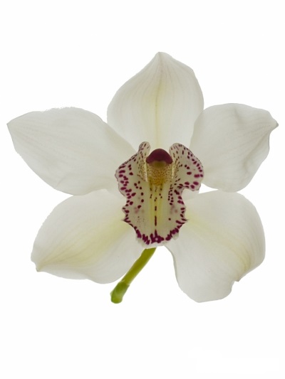 Cymbidium Hms W Crystel 80cm Bl