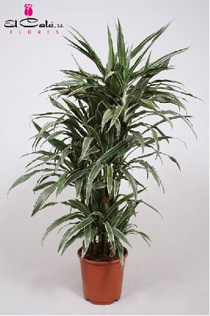 P. Dracena Hol. Warneckei  24/140cm 3-tall. ( 45-80-140 )