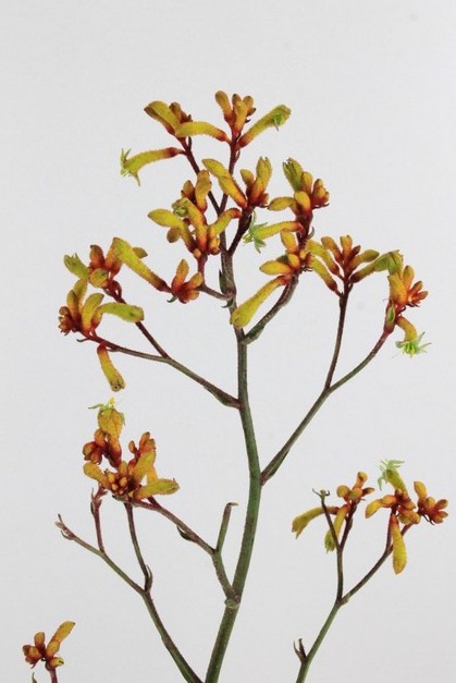 Anigozanthos Gold Fever 80cm