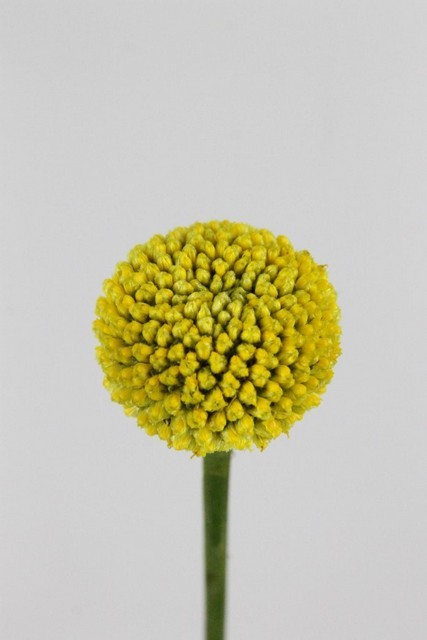Craspedia Paint Pop 70cm "T25"