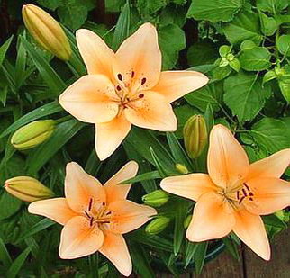 Lilium LA.  Naranja/Salm�n 80cm 3/4 ( 7 Dias-2�)