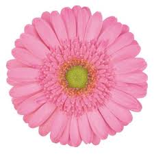 Gerbera Mini Hol. Kitty Rs. "T20"