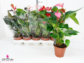 P. Anthurium Mix. 12/45cm 4KL x10 4+flor