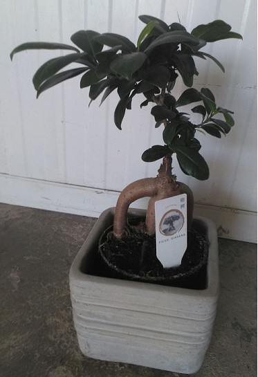 P. Ficus Mini Ginseng Bonsai 14/35cm x6