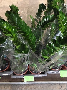 P. Zamioculca Zamiifol 17/75cm x6 +5 Matas
