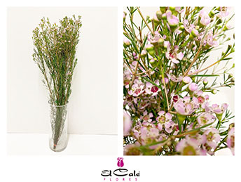 Flor Cera Hol. Un Early Nir 80cm 50gr Rs. "T25"