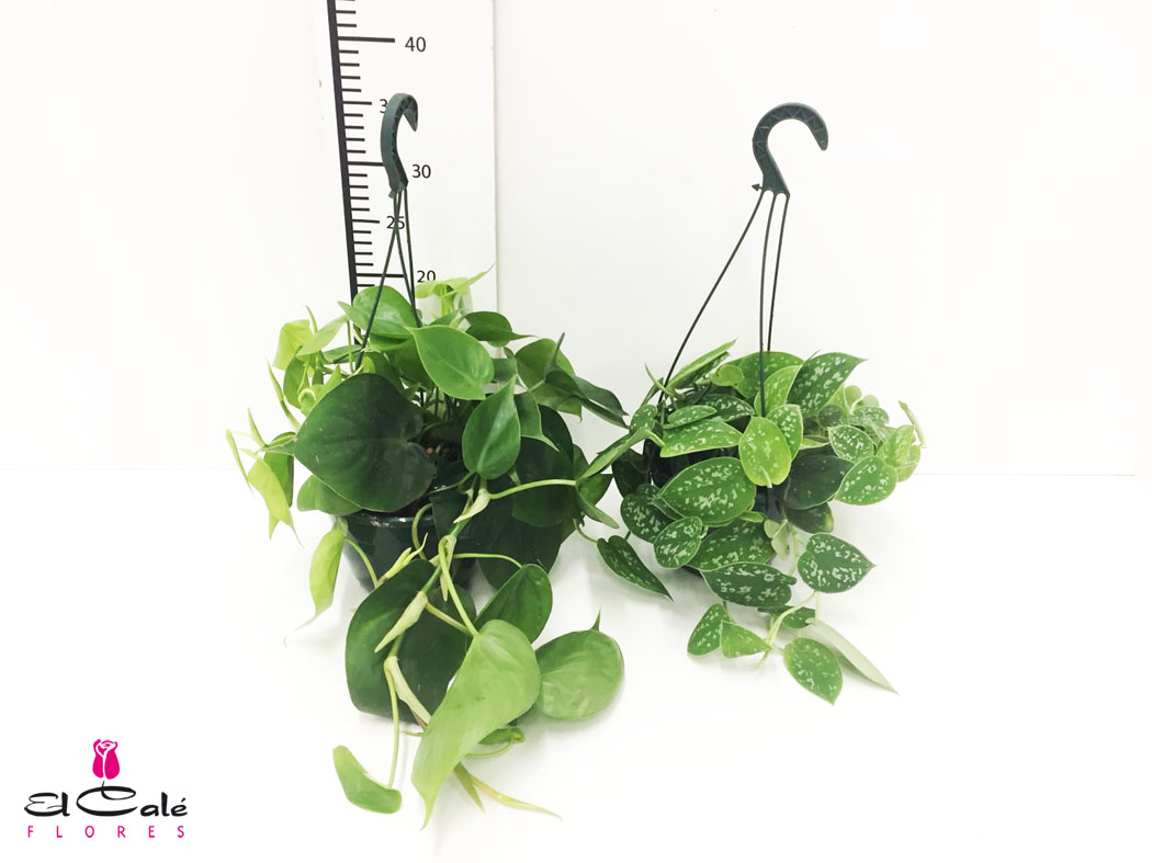 P. Scindapsus y Philodendro Mix 15/30cm x8