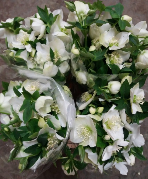 Helleborus Queens White 35cm